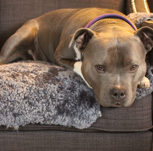 Pet rug